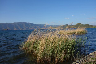 湖畔芦苇 静谧自然之景