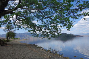 湖畔绿荫下的宁静风光