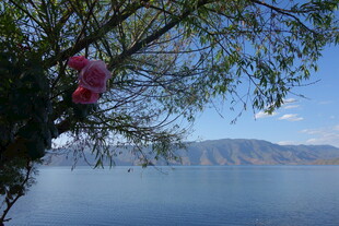 湖畔繁花映蓝天美景