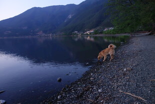 湖畔孤犬 静享山水之美