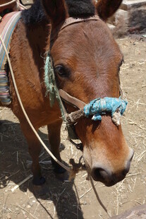 棕色小马佩戴蓝绳装饰