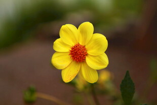 黄色小花特写