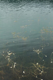 波光粼粼的水面