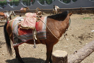 驮着鞍具的棕色骏马