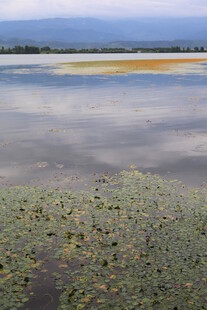 宁静水域中的水生植物景观
