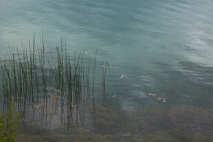 湖畔水草摇曳的静谧景致