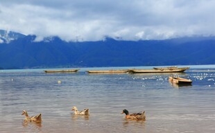 湖畔鸭群悠游于山水间