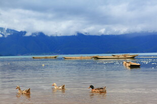 湖畔鸭群悠游的自然景致
