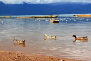 湖畔鸭群戏水图