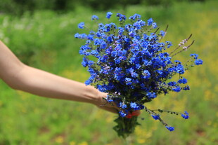 手捧蓝花束于绿野间