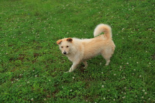 草地上漫步的可爱小狗