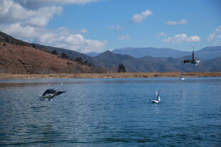 湖畔飞鸟与远山美景