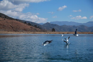 湖畔飞鸟嬉戏美景