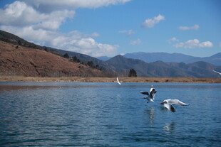湖畔飞鸟 蓝天碧水美景