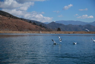 湖畔飞鸟 宁静山水景致