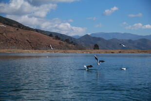湖畔飞鸟 山水相映成趣