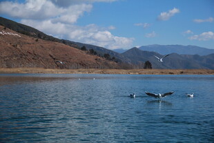 湖畔飞鸟 山水相映成趣
