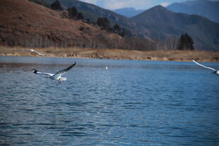 湖畔飞鸟 山水间的灵动画面