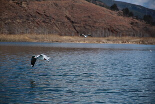 水面上飞翔的鸟儿