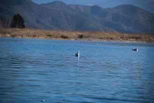 宁静湖水与远处山峦景观