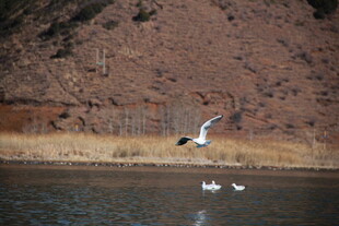 湖畔飞鸟与游弋的白鹅