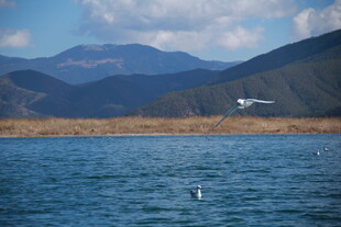 湖畔飞鸟与远山美景
