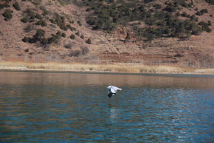 湖畔孤鸟