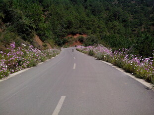 山间繁花相伴的蜿蜒公路
