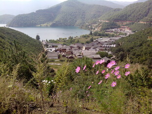 山间村落旁绽放的艳丽花朵
