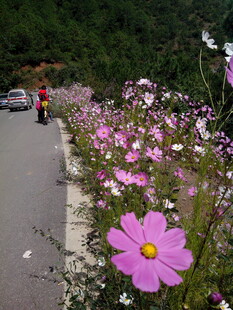 路边盛放的美丽格桑花