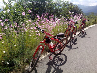 花海旁的骑行自行车队伍