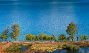 湖畔绿树成荫的美丽风光