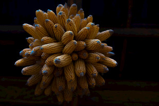 巨大金色玉米串