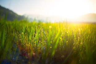 阳光照耀下的翠绿草地