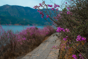 湖畔繁花伴小径