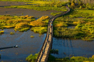 蜿蜒木桥横跨湿地美景