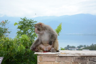 石台上的悠闲猴子