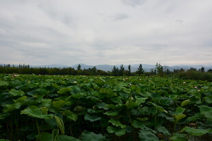 绿意盎然的农田景观