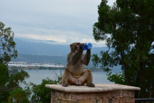 海边蹲坐的神秘石兽