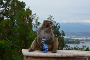 猴子手持饮料眺望远方