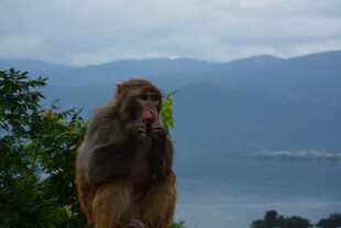 山间猕猴眺望远方美景