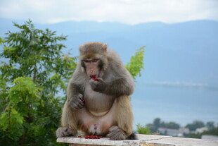 猕猴坐石上怀抱幼崽