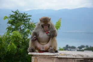 悠闲猴子坐于石台赏景