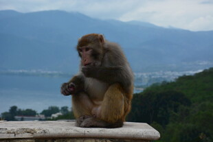 石台上独坐的沉思猴子