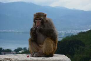 石上独坐的猴子