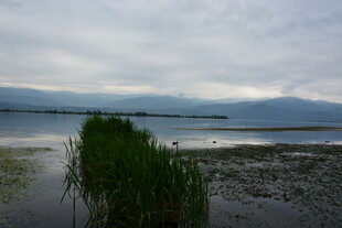 湖畔水草与远处山峦景致