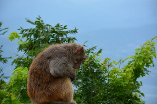 猴子于绿树间独自沉思