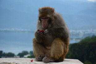 猴子坐立手持红色物体