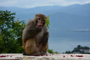 独坐赏景的猴子