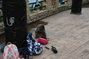 猴子好奇摆弄地上物品